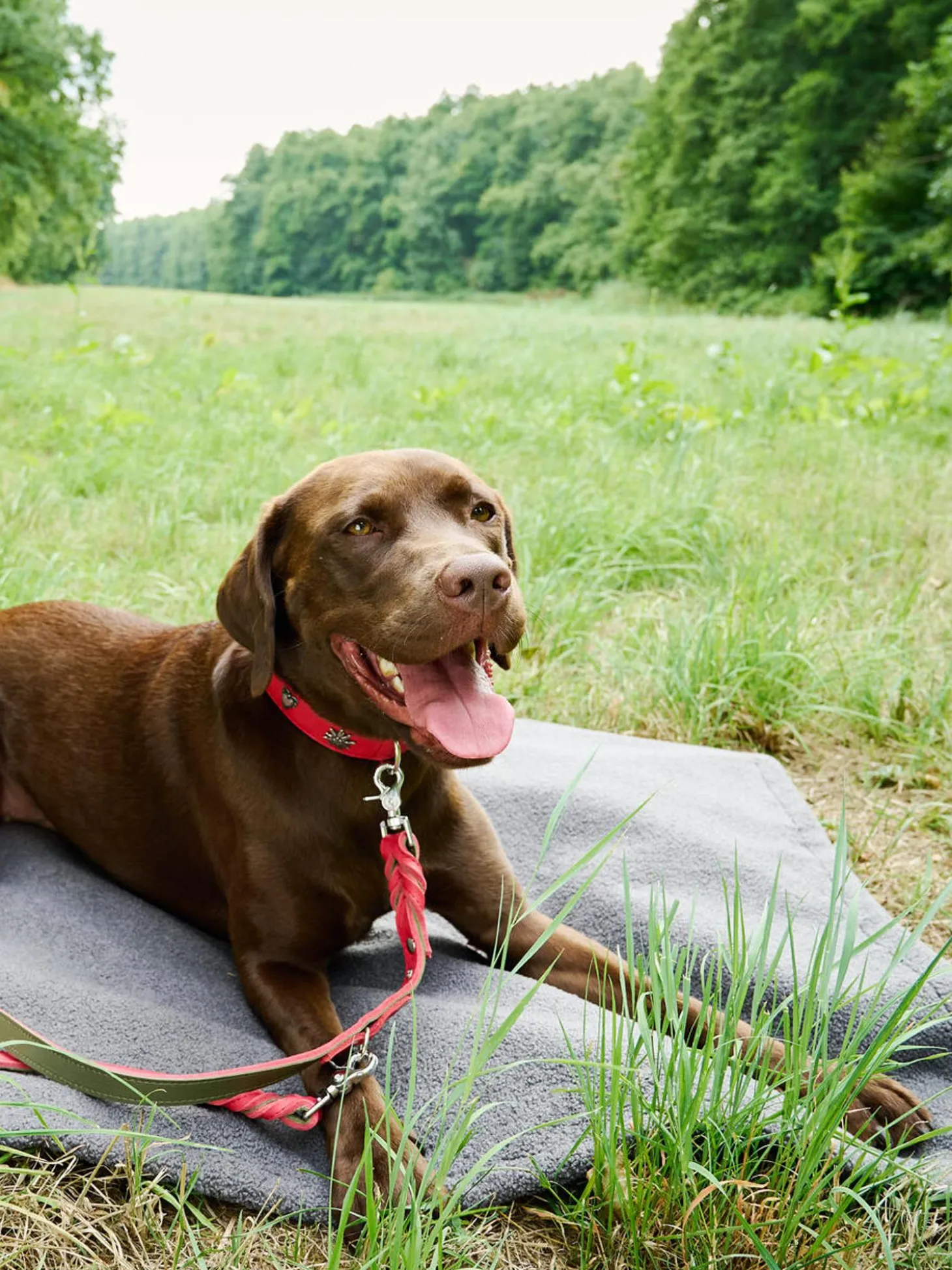Copertina Per Animali Con Parte Inferiore Antiscivolo Teddy, Varie Misure