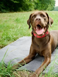 Copertina Per Animali Con Parte Inferiore Antiscivolo Teddy, Varie Misure