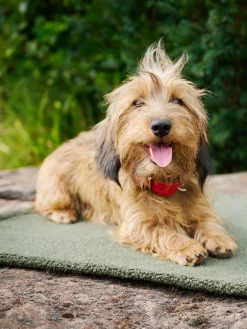 Copertina Per Animali Con Parte Inferiore Antiscivolo Teddy, Varie Misure