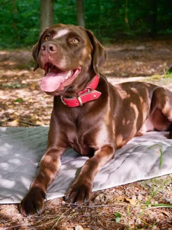 Copertina Per Animali Oxford, Varie Misure