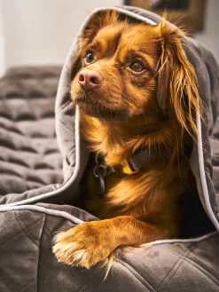 Copertina Per Animali Oxford, Varie Misure