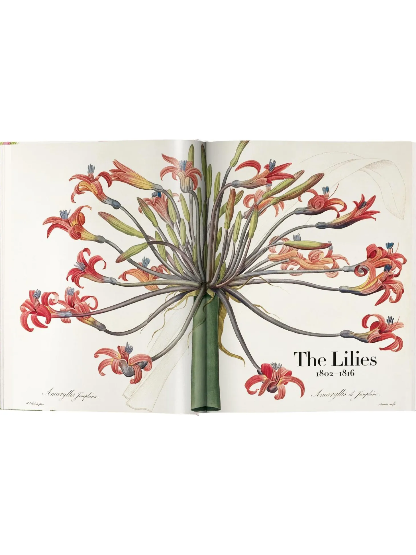 Libro Illustrato Book Of Flowers