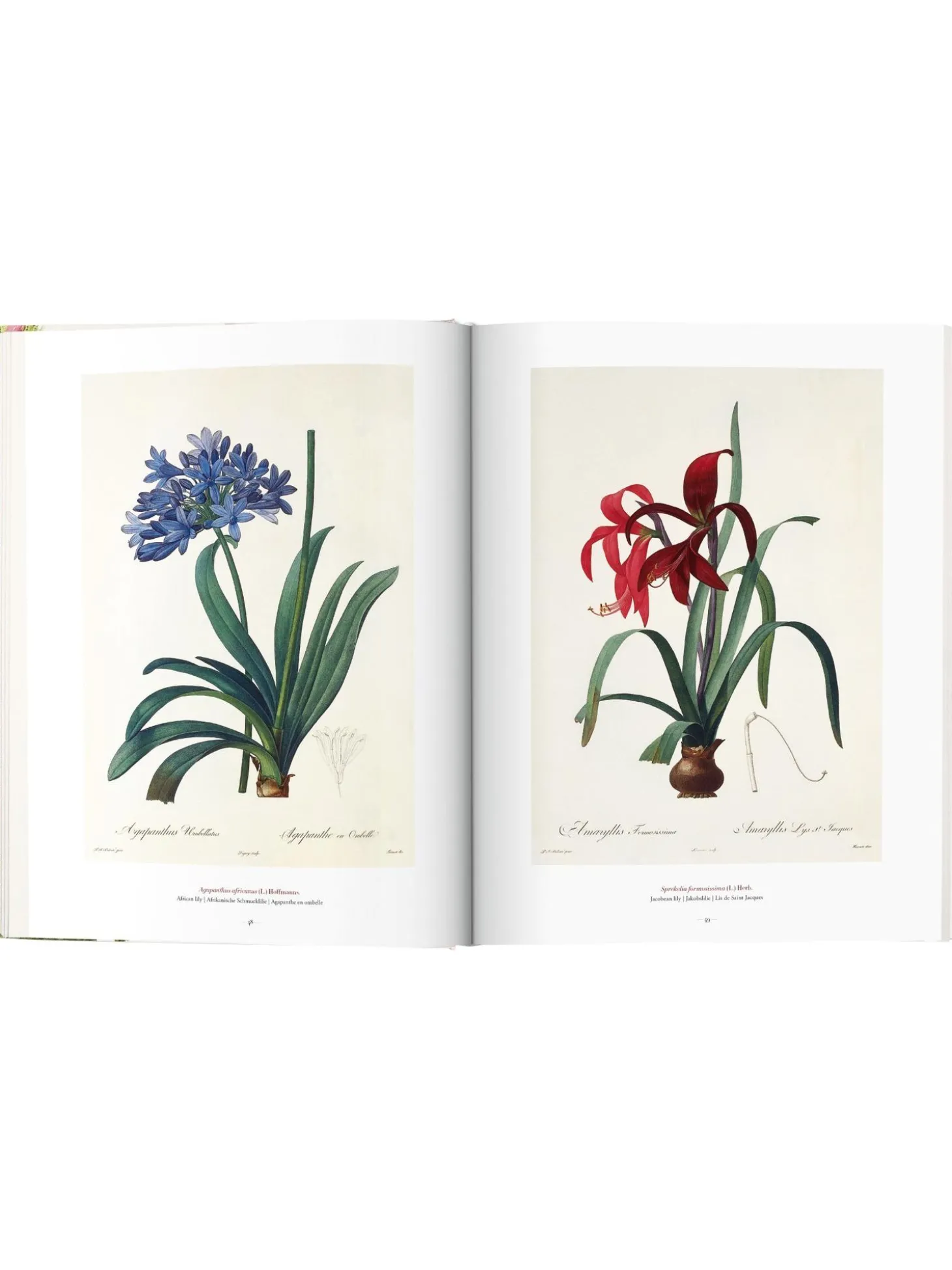 Libro Illustrato Book Of Flowers