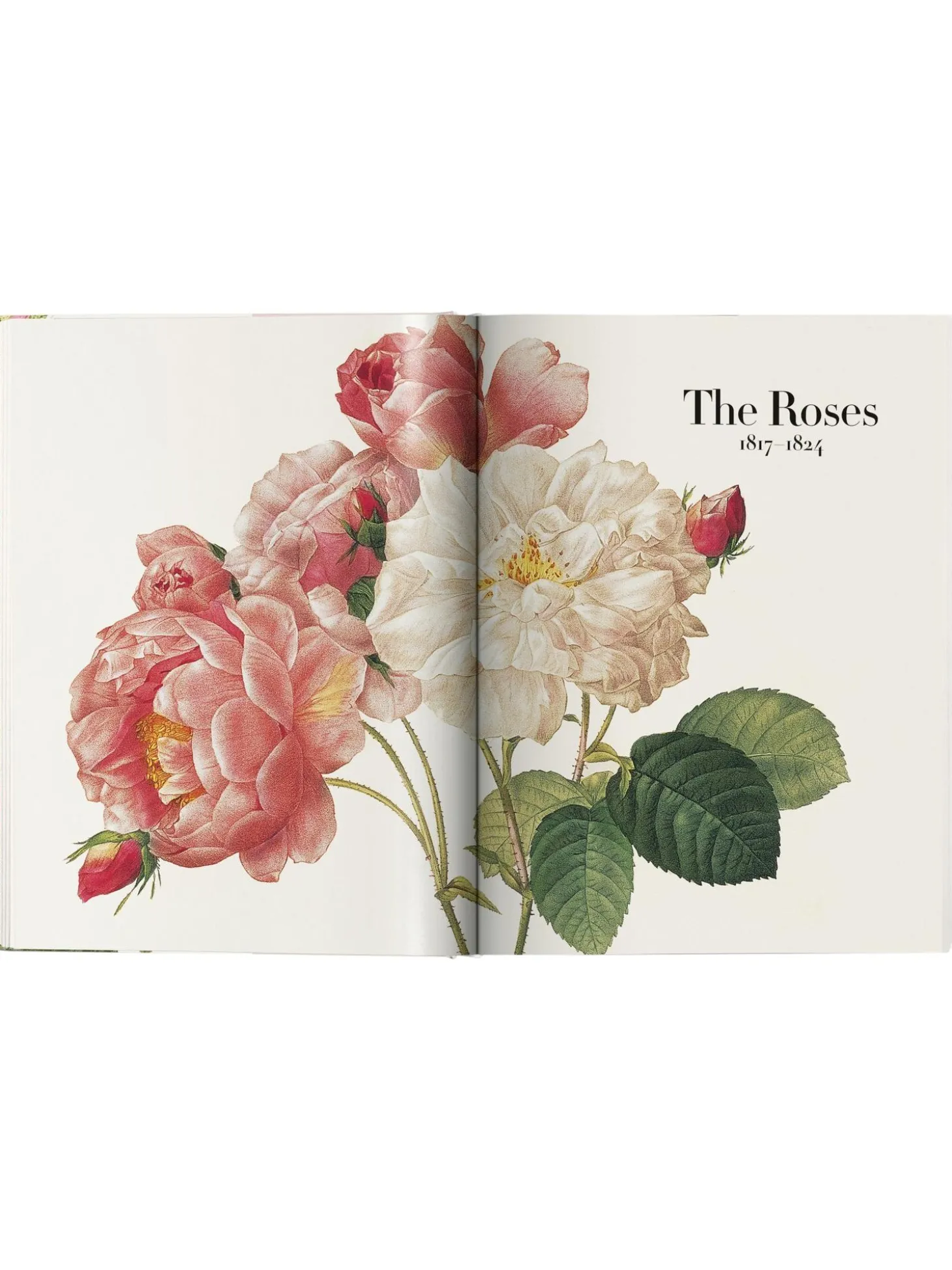 Libro Illustrato Book Of Flowers
