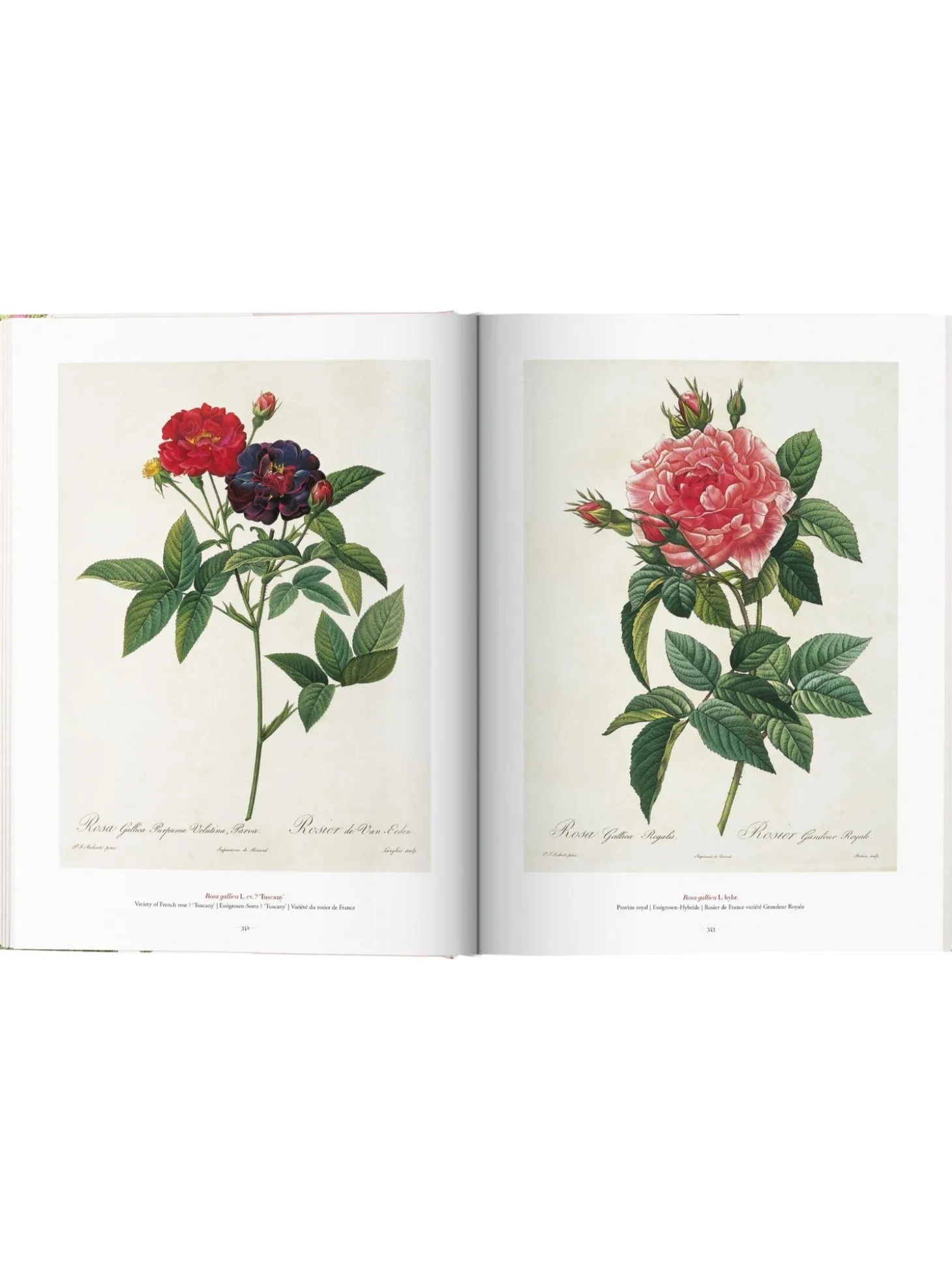 Libro Illustrato Book Of Flowers