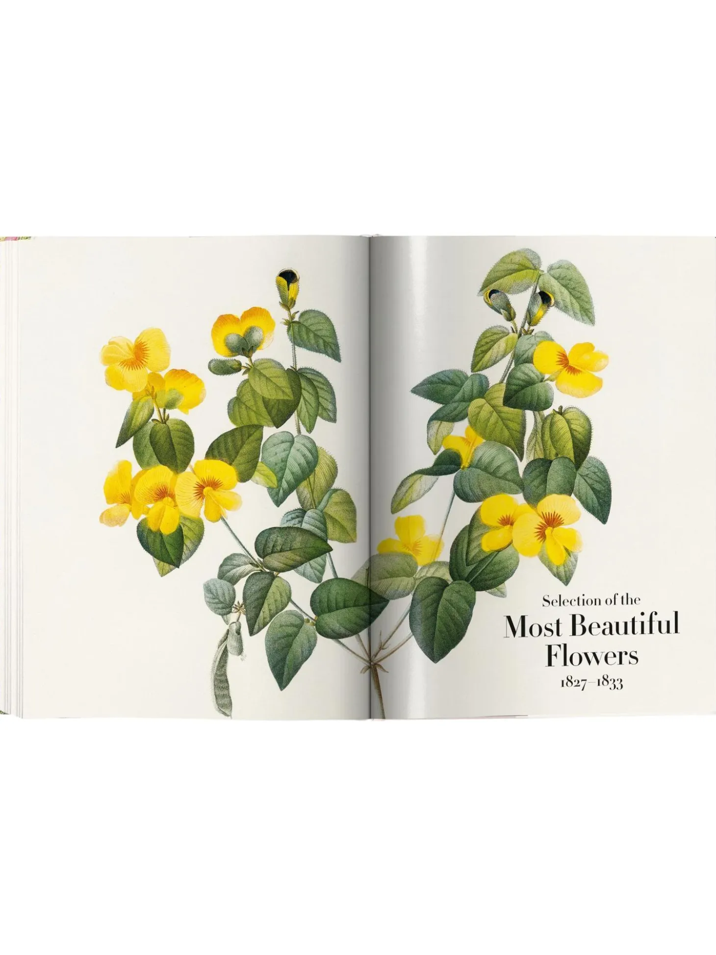 Libro Illustrato Book Of Flowers