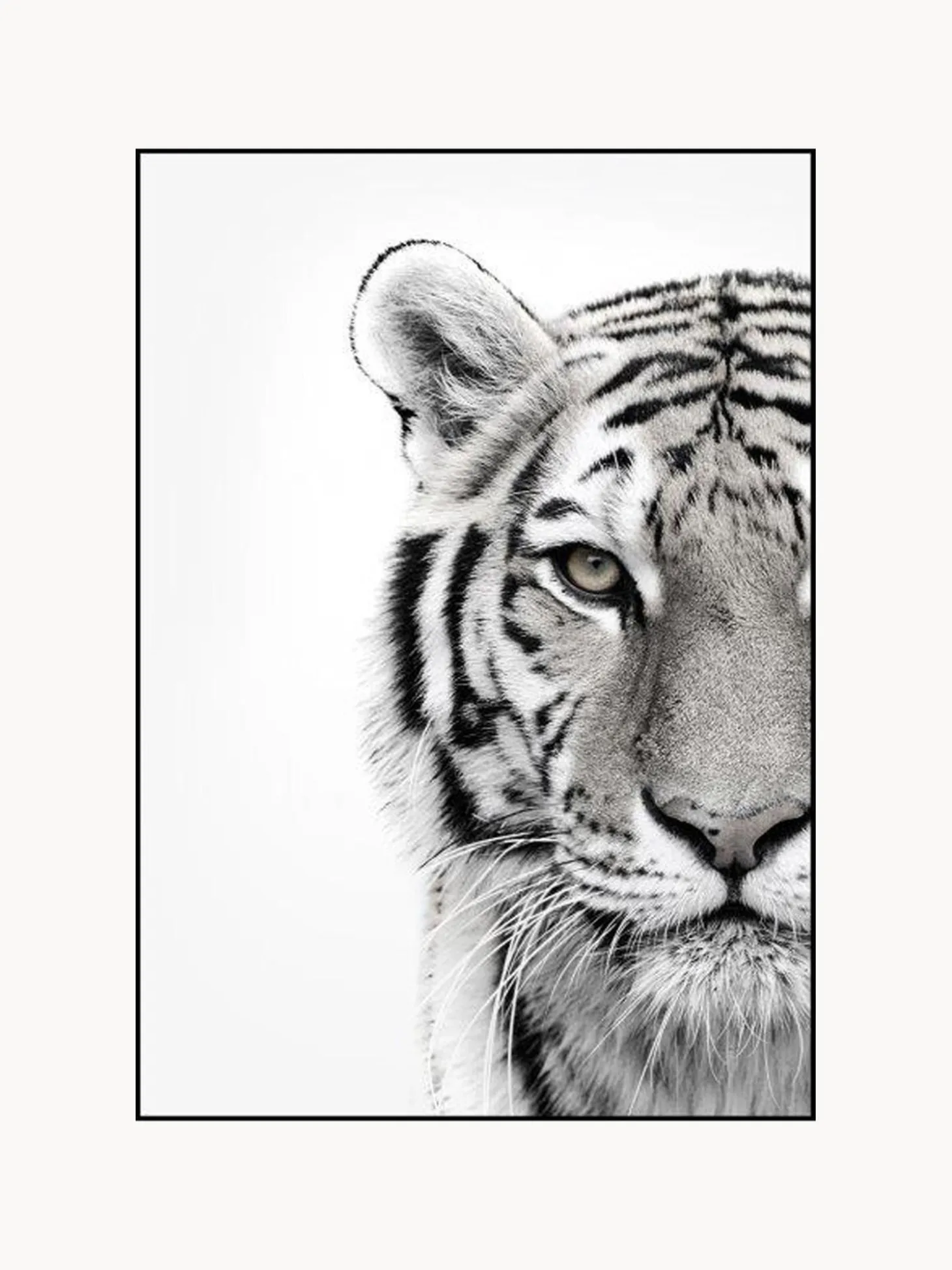 Stampa Digitale Incorniciata White Tiger