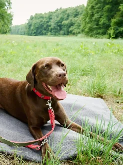 Copertina Per Animali Con Parte Inferiore Antiscivolo Teddy, Varie Misure