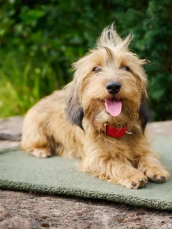 Copertina Per Animali Con Parte Inferiore Antiscivolo Teddy, Varie Misure