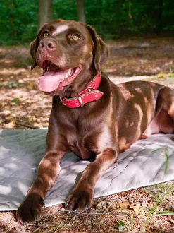 Copertina Per Animali Oxford, Varie Misure