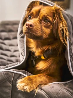 Copertina Per Animali Oxford, Varie Misure