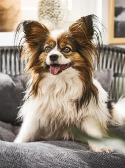 Cuccia Da Interno-Esterno Prado